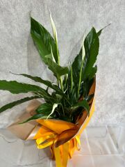 Sarı Renkli Buket Kağıtta Spatifilyum Barış Çiçeği