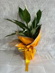 Sarı Renkli Buket Kağıtta Spatifilyum Barış Çiçeği Adana çiçek
