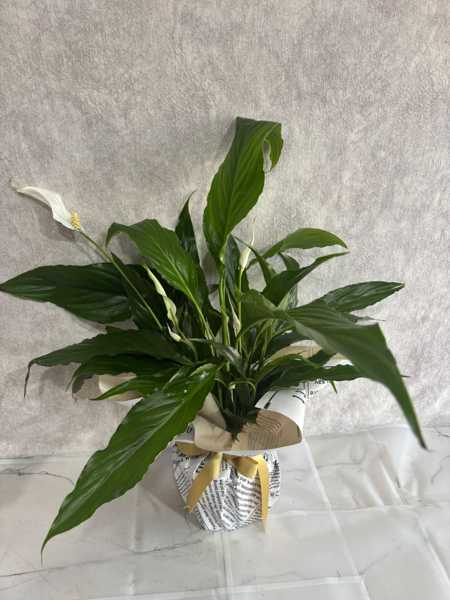 Gazete Kağıdında Spatifilyum Barış Çiçeği