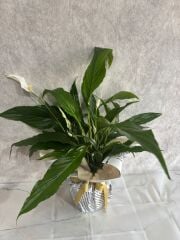 Gazete Kağıdında Spatifilyum Barış Çiçeği