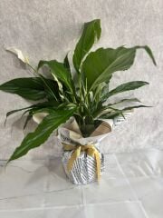 Gazete Kağıdında Spatifilyum Barış Çiçeği Adana çiçek