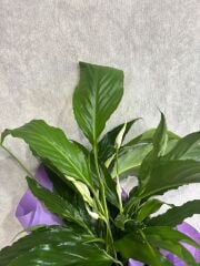 Mor Renkli Desenli Buket Kağıdında Spatifilyum Barış Çiçeği Adana çiçek