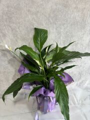 Mor Renkli Desenli Buket Kağıdında Spatifilyum Barış Çiçeği Adana çiçek