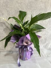 Mor Renkli Desenli Buket Kağıdında Spatifilyum Barış Çiçeği Adana çiçek