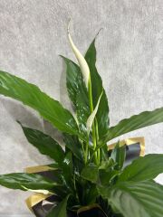 Siyah Buket Kağıtta Spatifilyum Barış Çiçeği