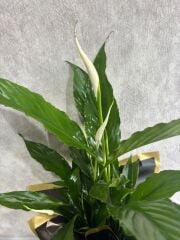 Siyah Buket Kağıtta Spatifilyum Barış Çiçeği Adana çiçek