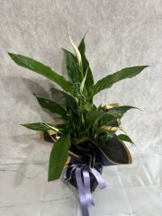 Siyah Buket Kağıtta Spatifilyum Barış Çiçeği