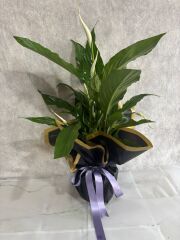 Siyah Buket Kağıtta Spatifilyum Barış Çiçeği Adana çiçek