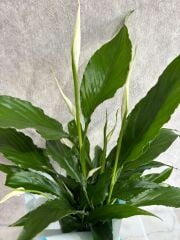 Mavi Buket Kağıdında Spatifilyum Barış Çiçeği