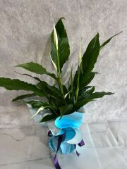 Mavi Buket Kağıdında Spatifilyum Barış Çiçeği