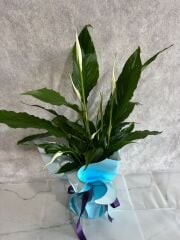 Mavi Buket Kağıdında Spatifilyum Barış Çiçeği Adana çiçek