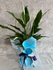 Mavi Buket Kağıdında Spatifilyum Barış Çiçeği