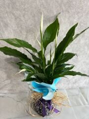 Kare Desenli Saksıda Spatifilyum Barış Çiçeği