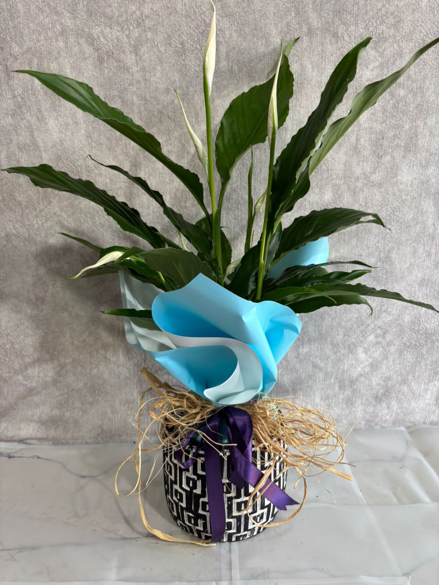 Kare Desenli Saksıda Spatifilyum Barış Çiçeği