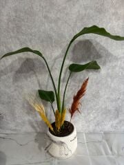 Geometrik Çizgili Saksıda Starliçe Çiçeksiz Bitkisi