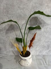 Geometrik Çizgili Saksıda Starliçe Çiçeksiz Bitkisi Adana çiçek