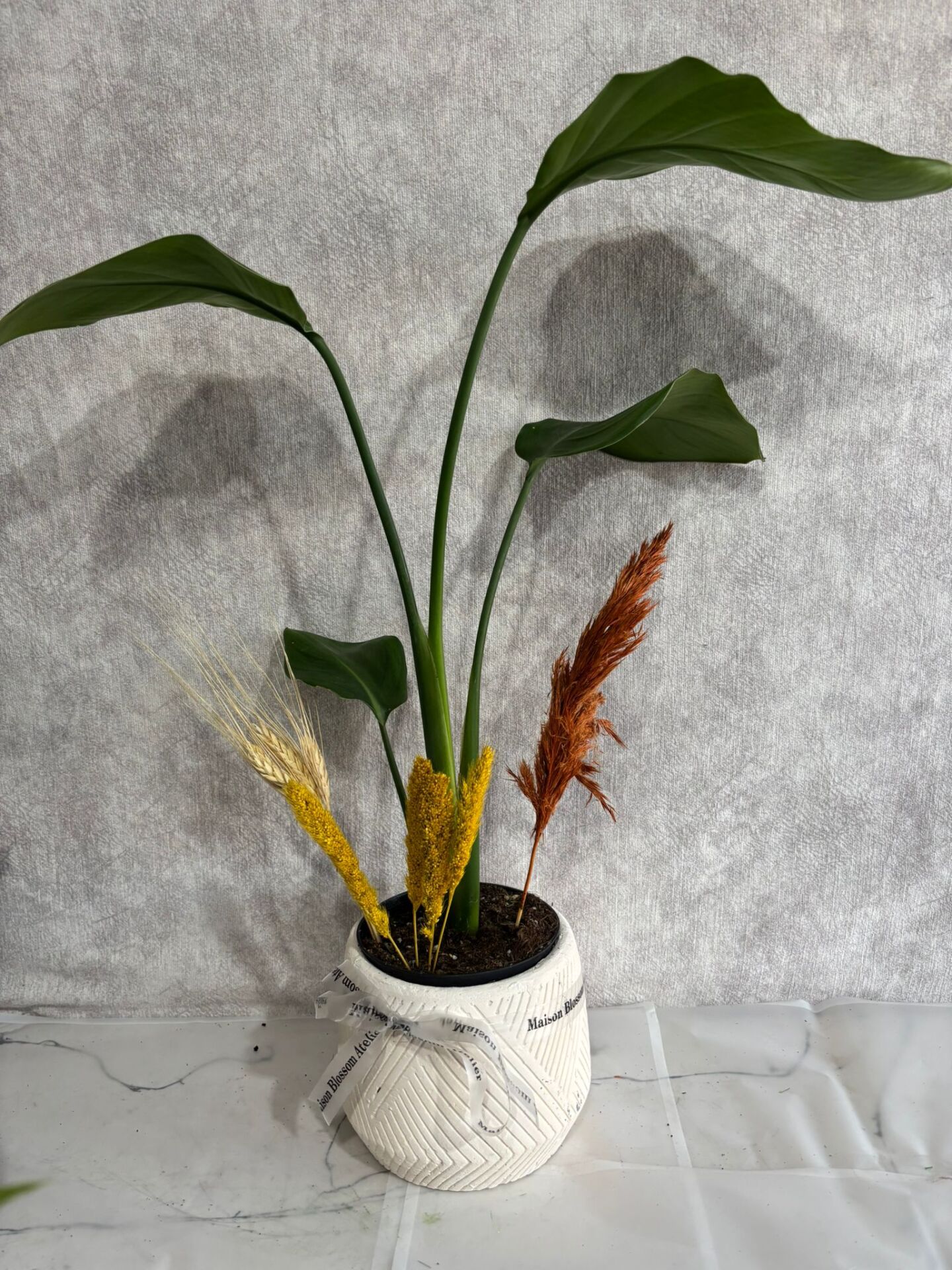 Geometrik Çizgili Saksıda Starliçe Çiçeksiz Bitkisi Adana çiçek