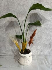 Geometrik Çizgili Saksıda Starliçe Çiçeksiz Bitkisi Adana çiçek