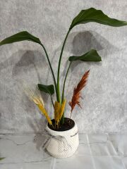 Geometrik Çizgili Saksıda Starliçe Çiçeksiz Bitkisi Adana çiçek