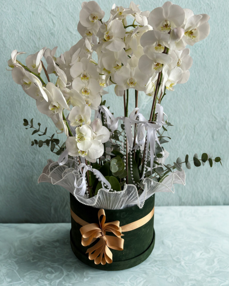Yeşil Kadife Kutuda 10 Dal Beyaz Orkide Aranjmanı