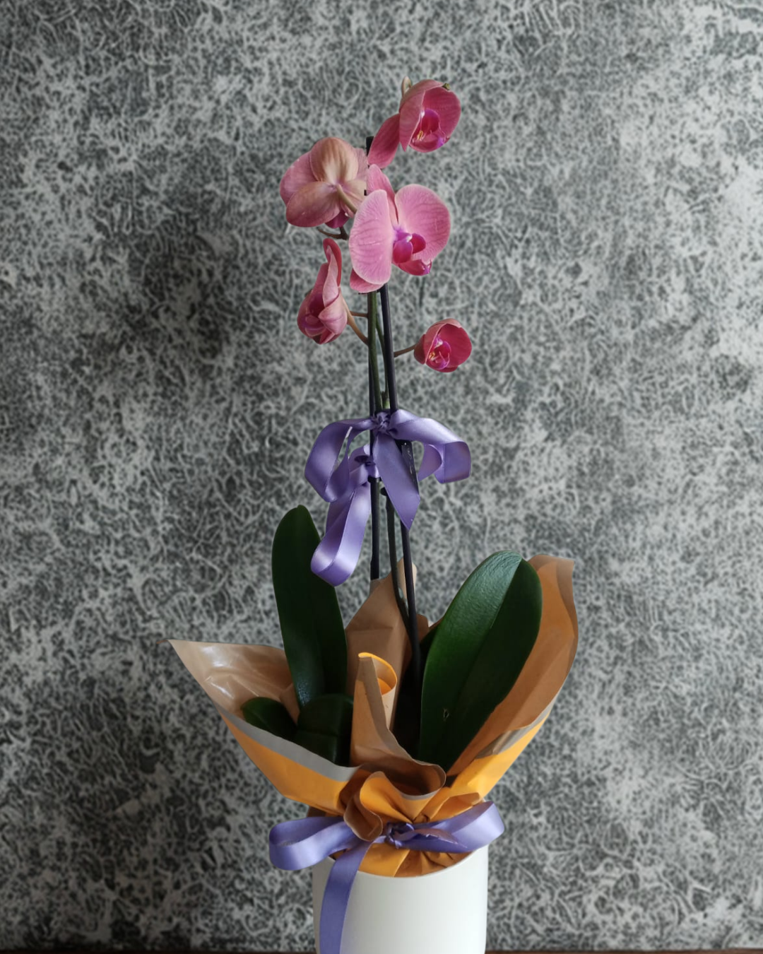 Beyaz Seramik Vazoda Ateş Orkide Çiçeği