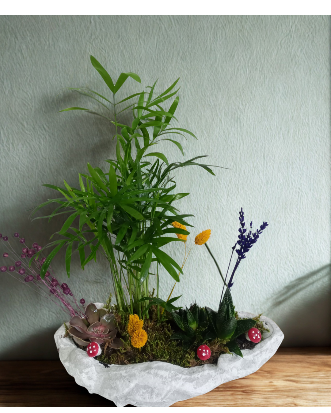 Kayık Saksıda  Chamadora Bitkisi ve Skulent Çiçeği