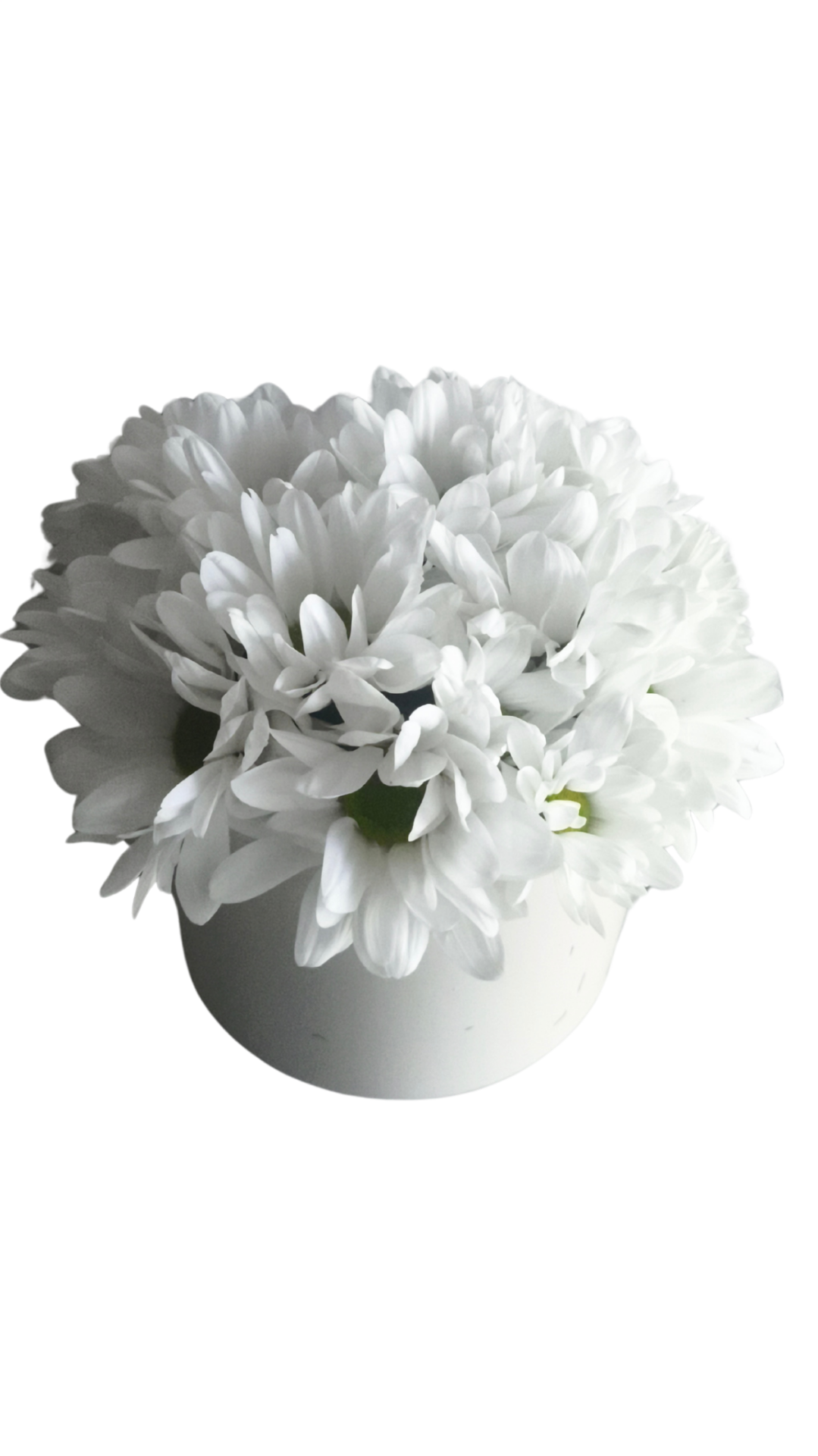 Beyaz Saksıda Beyaz Papatyalar Güzelliği Adana çiçek