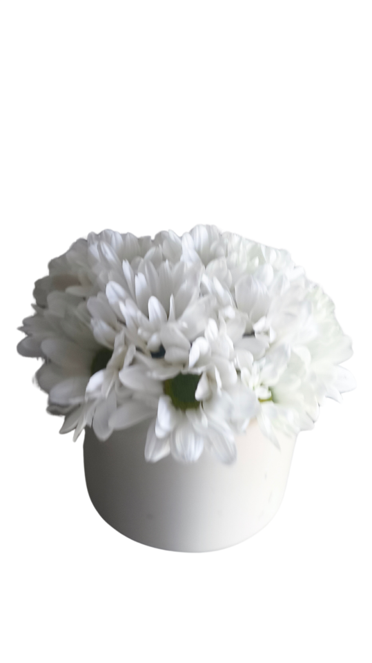 Beyaz Saksıda Beyaz Papatyalar Güzelliği