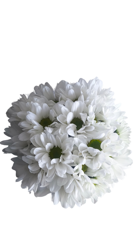 Beyaz Saksıda Beyaz Papatyalar Güzelliği Adana çiçek