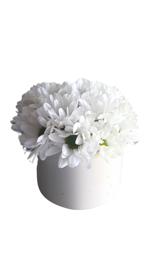 Beyaz Saksıda Beyaz Papatyalar Güzelliği