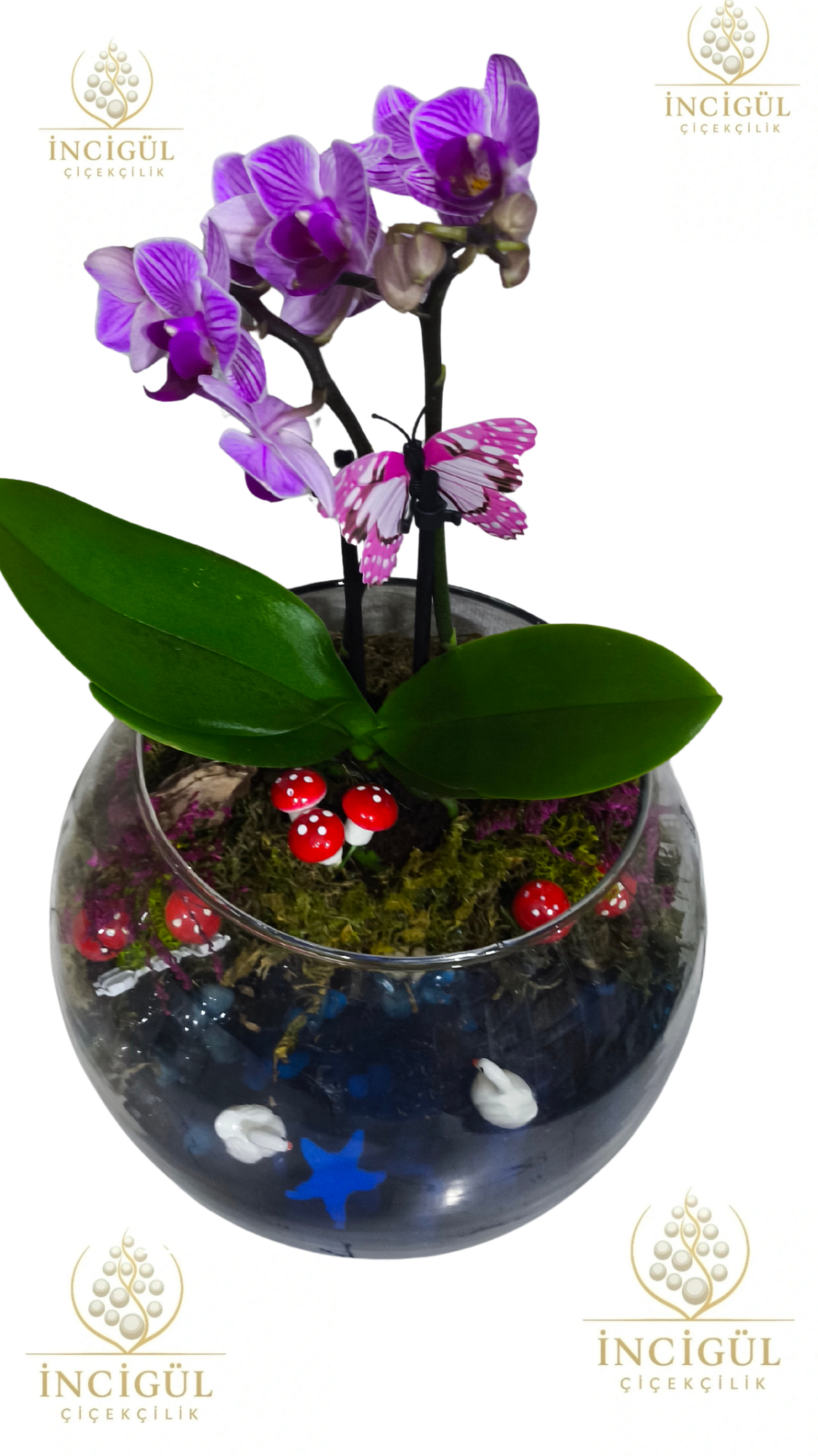 Cam Fanusta Mini Orkide Teraryum Adana çiçek