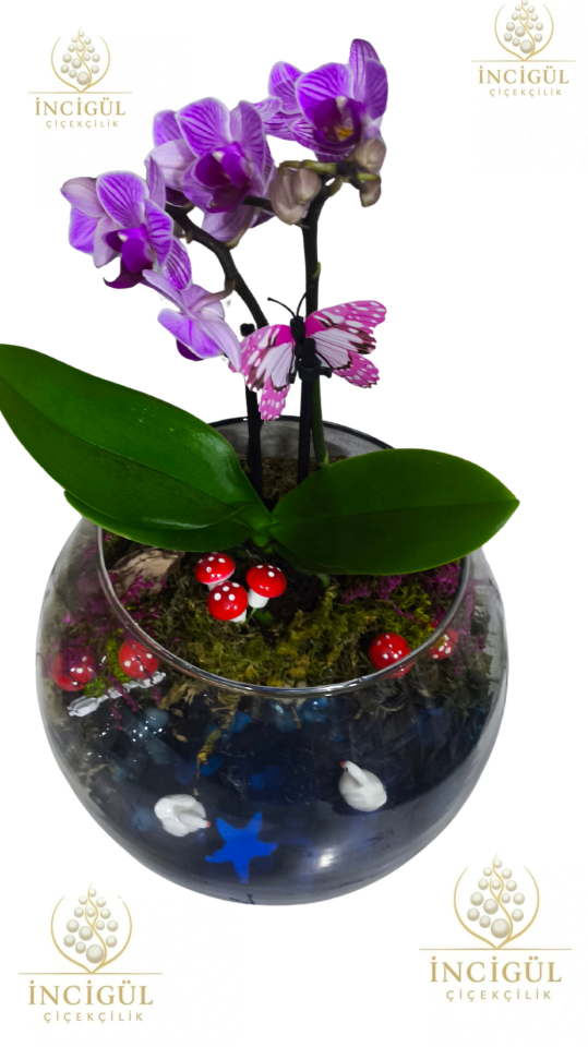 Cam Fanusta Mini Orkide Teraryum