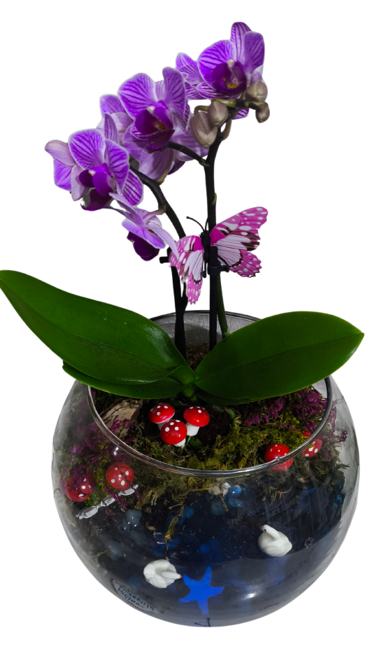 Cam Fanusta Mini Orkide Teraryum Adana çiçek
