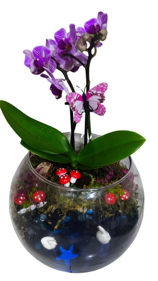 Cam Fanusta Mini Orkide Teraryum
