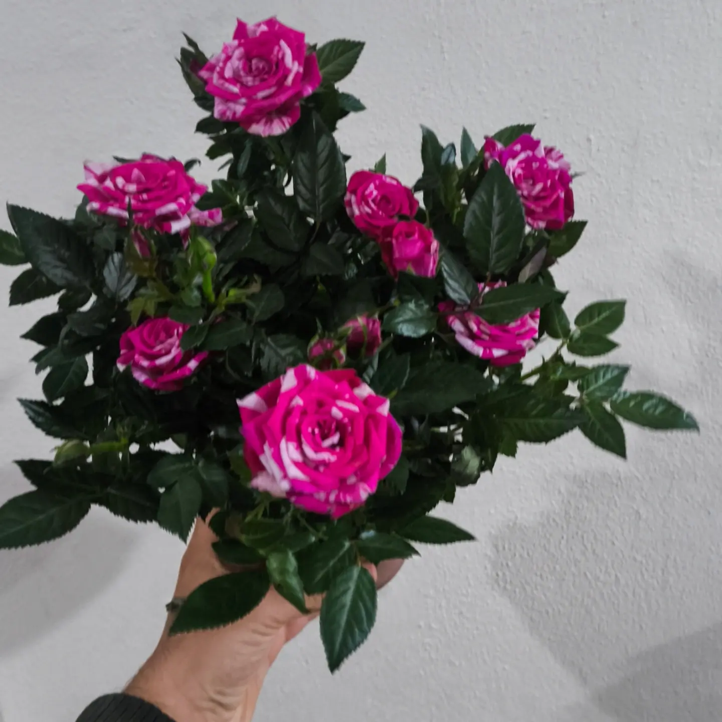 Saksıda Renkli Güller Zarifliği Adana çiçek