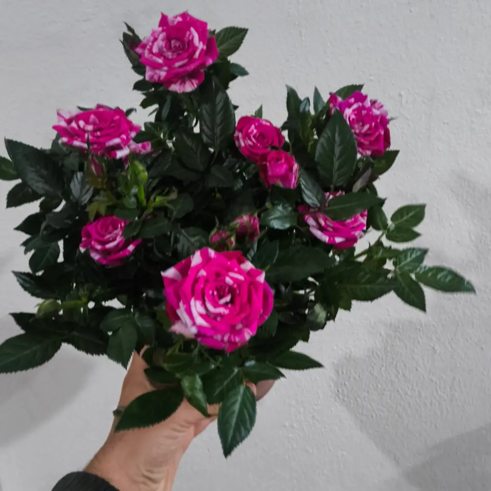 Saksıda Renkli Güller Zarifliği Adana çiçek