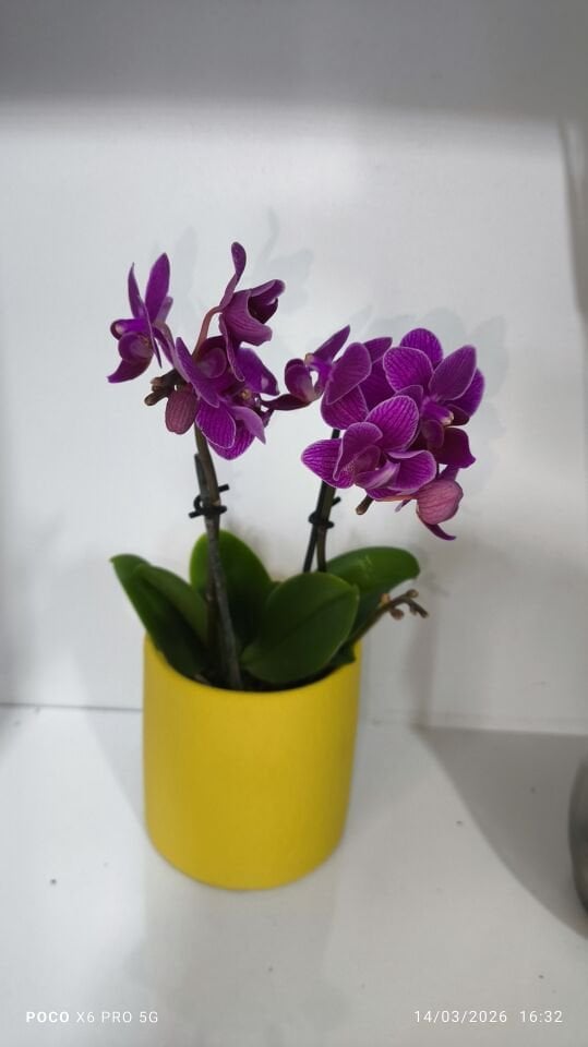 Sarı Çiçek Saksıda Çiftli Mini Orkide