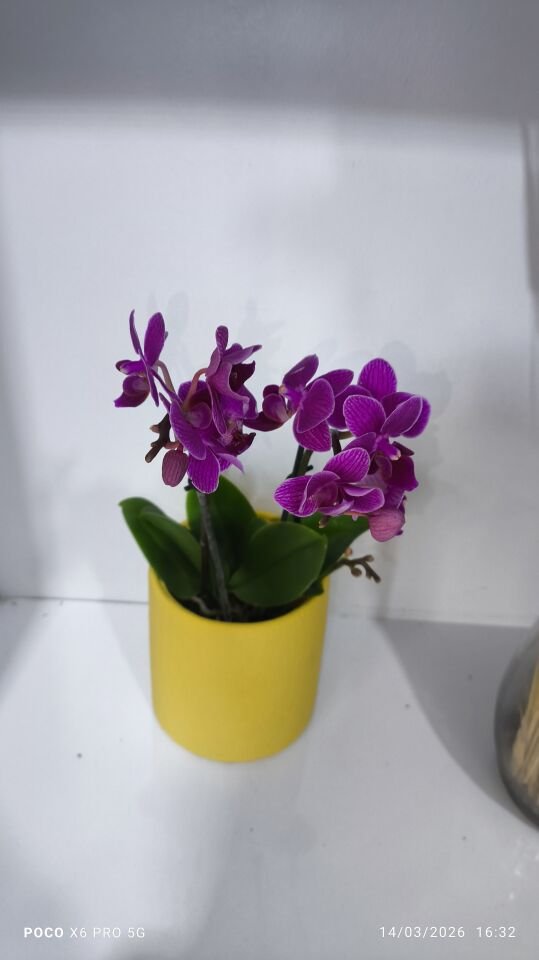 Sarı Çiçek Saksıda Çiftli Mini Orkide