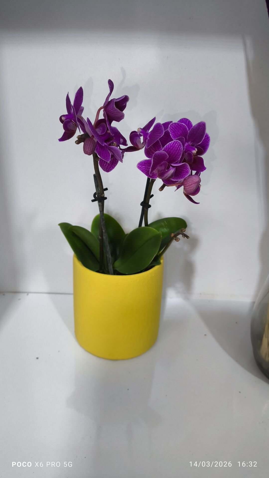 Sarı Çiçek Saksıda Çiftli Mini Orkide