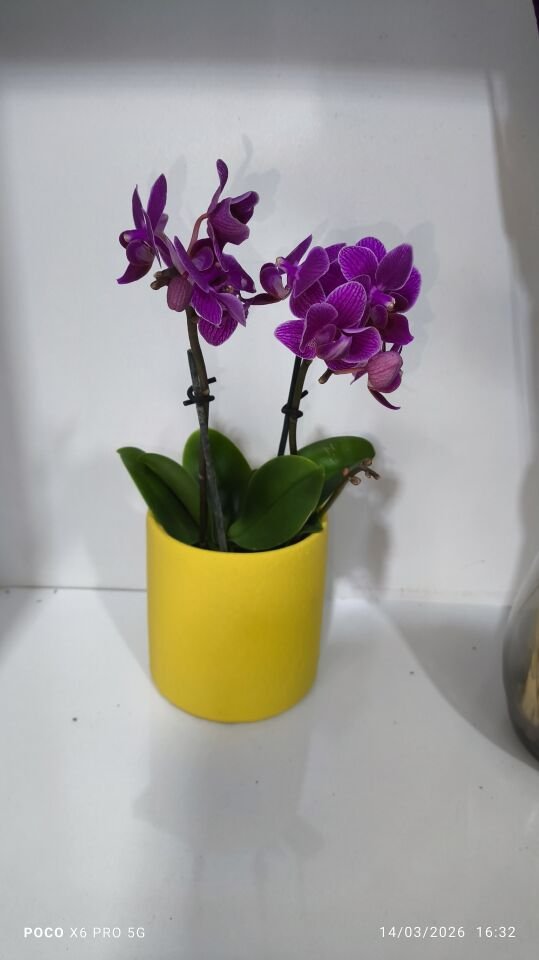 Sarı Çiçek Saksıda Çiftli Mini Orkide