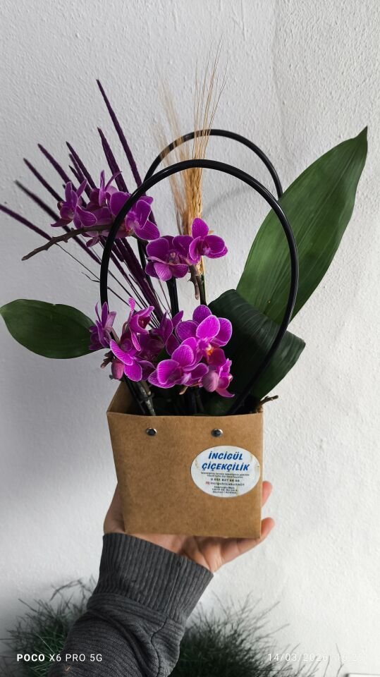 Premium Çantada 4 Dal Mini Orkide
