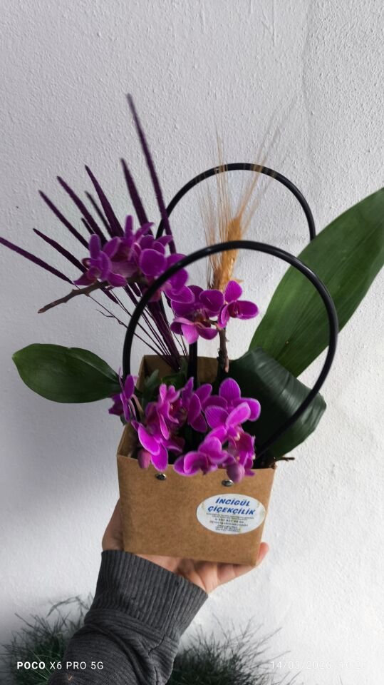Premium Çantada 4 Dal Mini Orkide