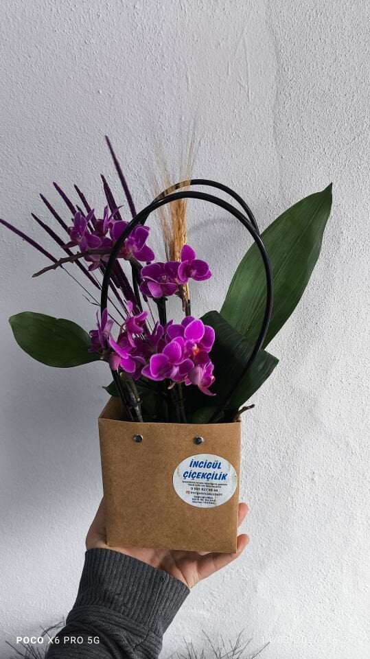 Premium Çantada 4 Dal Mini Orkide