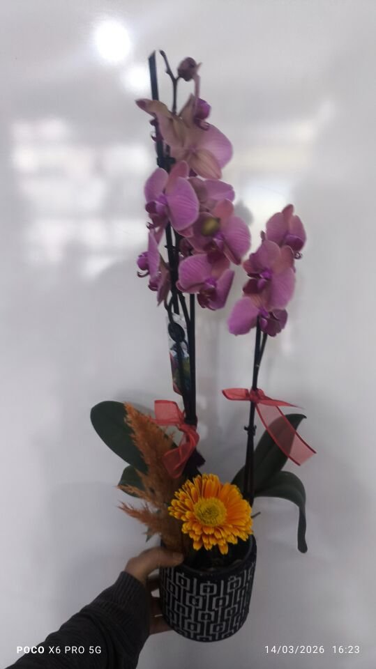 Kare Desenli Saksıda Ateş Orkide Aranjmanı