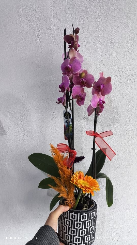 Kare Desenli Saksıda Ateş Orkide Aranjmanı