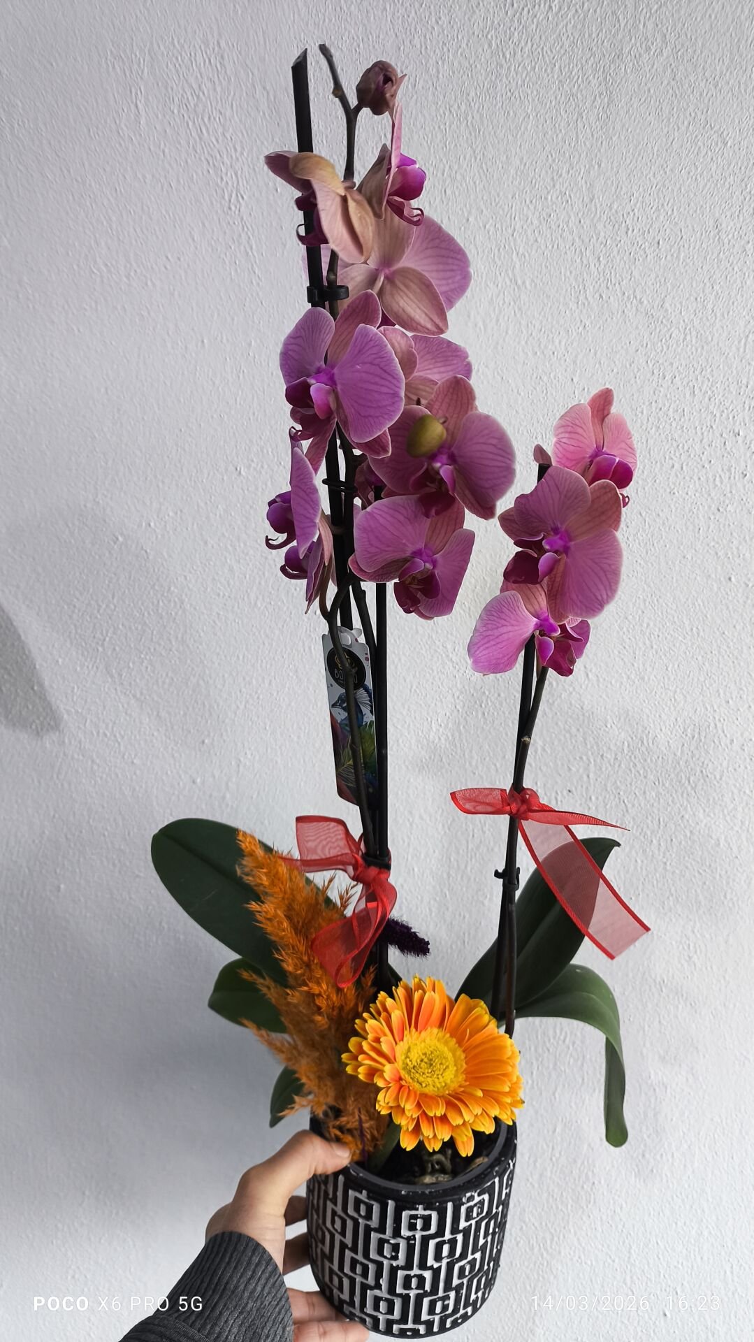 Kare Desenli Saksıda Ateş Orkide Aranjmanı