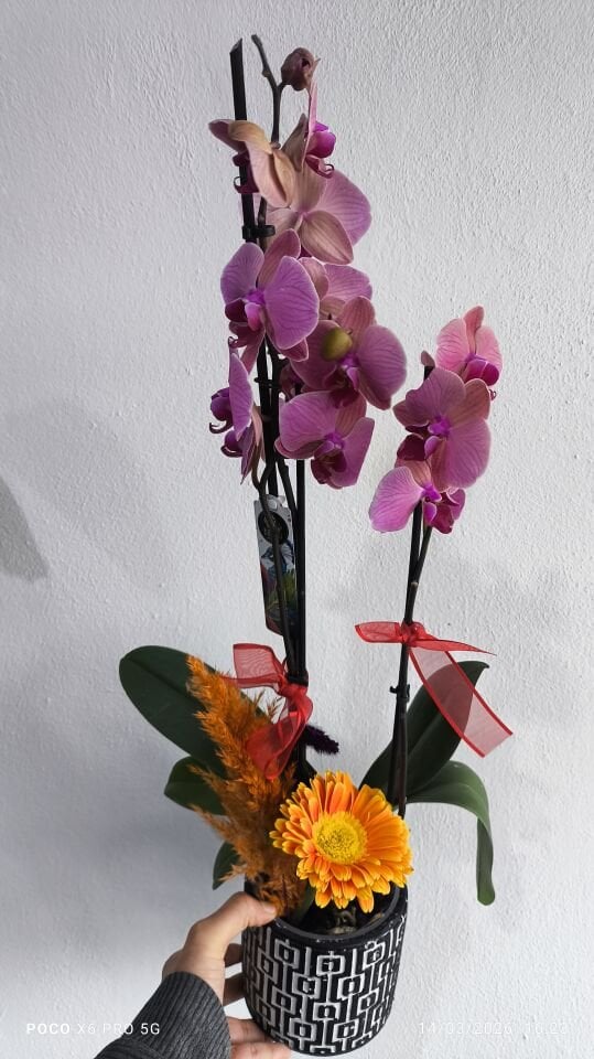 Kare Desenli Saksıda Ateş Orkide Aranjmanı