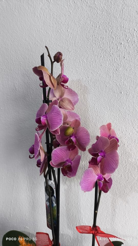 Kare Desenli Saksıda Ateş Orkide Aranjmanı