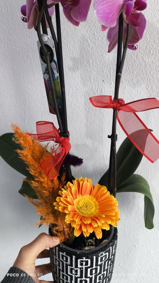 Kare Desenli Saksıda Ateş Orkide Aranjmanı